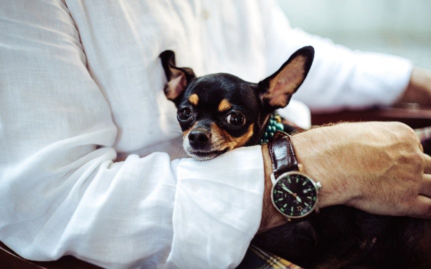 enfermedades de razas de perros pequeños