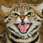 felis nigripes