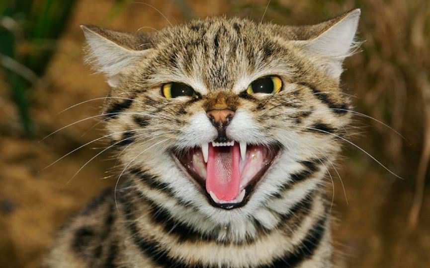 felis nigripes