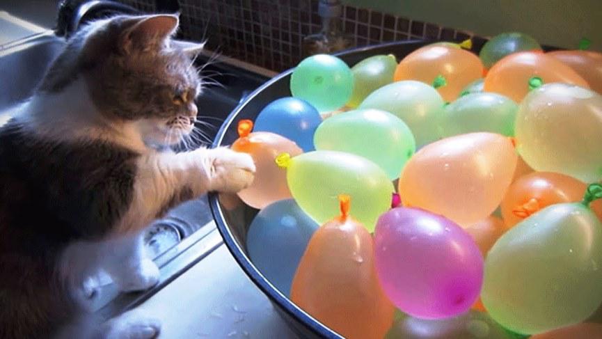 los gatos temen a los globos