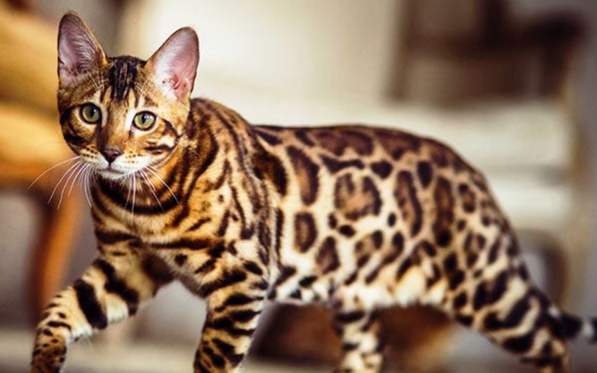 gato de bengala