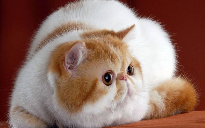 gato exótico