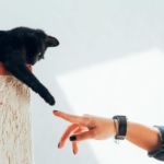 tipos de propietarios de gatos