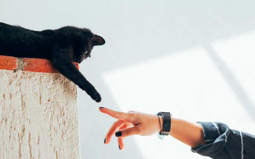 tipos de propietarios de gatos