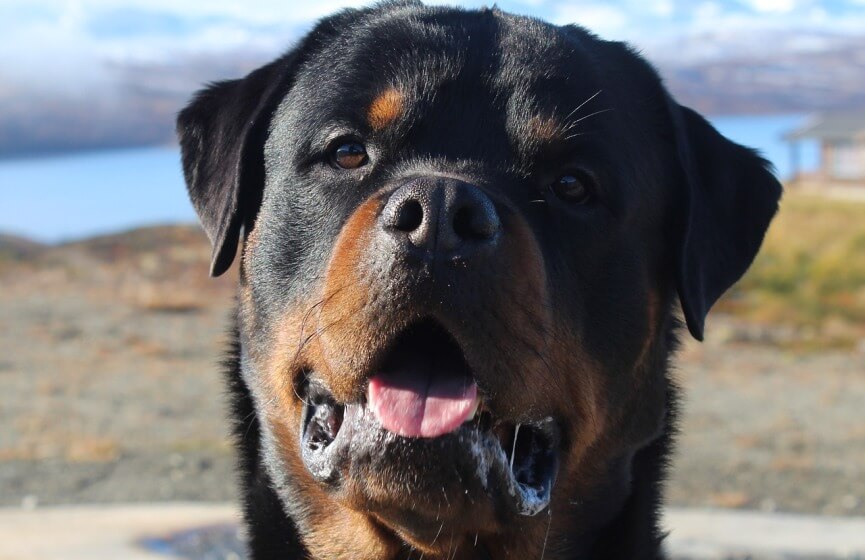 mi perro saliva mucho de repente