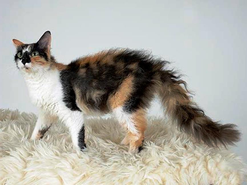 Laperm, razas de gatos exóticas