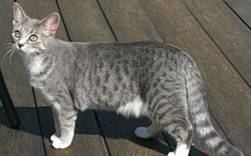 Mau Egipcio