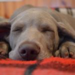 pancreatitis canina