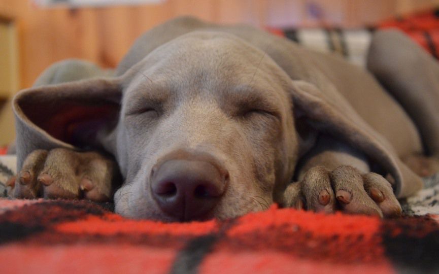 pancreatitis canina