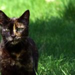 razas exóticas de gatos