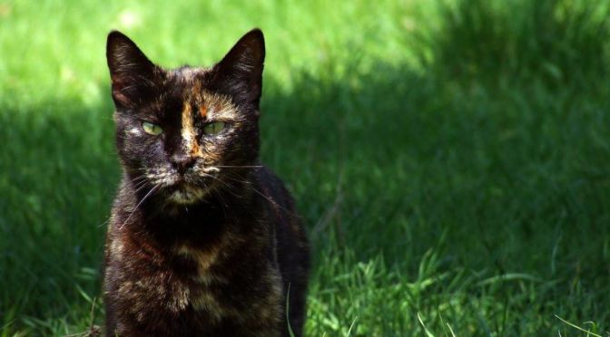 razas exóticas de gatos