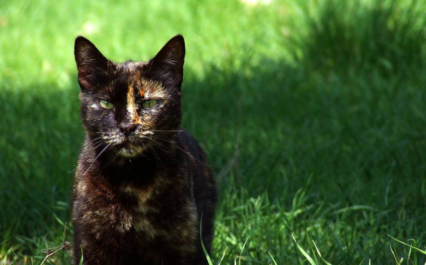 razas exóticas de gatos