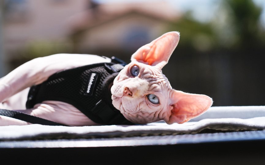 imagen de gato Sphynx tumbado