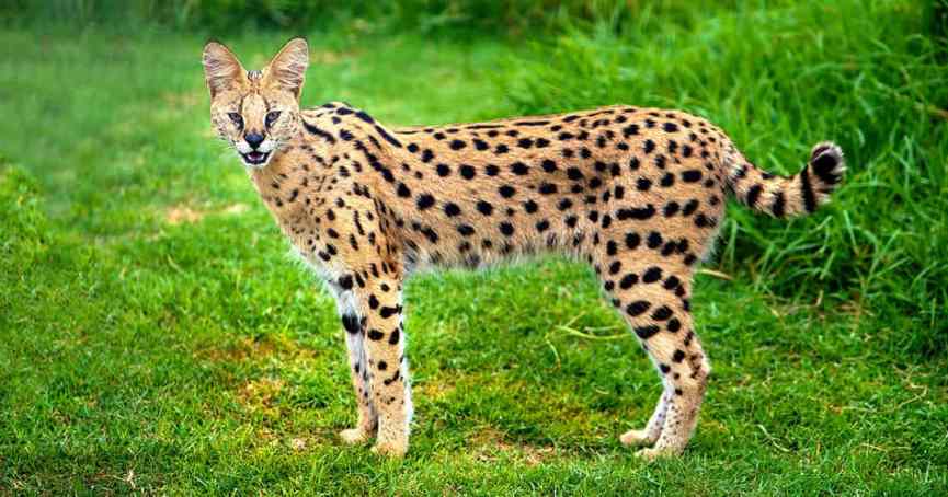 gato Savannah, una de las razas más exóticas