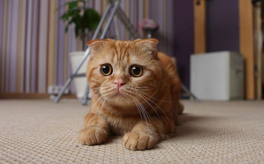 Scottish Fold