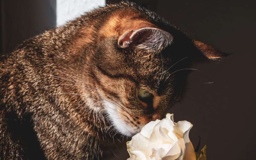 olores fuertes de los gatos