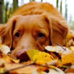 cuidar de un perro en otoño