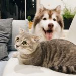 miedo de los gatos a los perros
