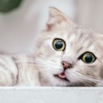 miedo en gatos