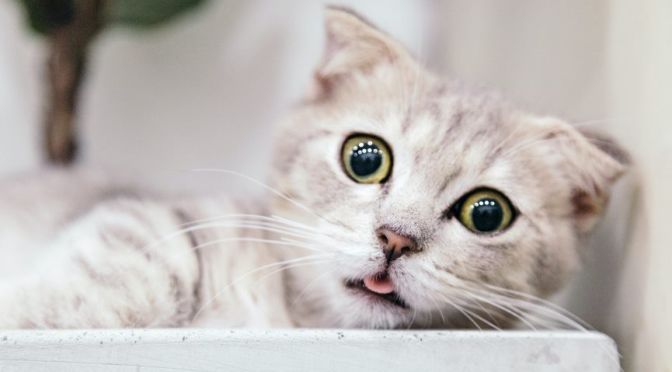 miedo en gatos