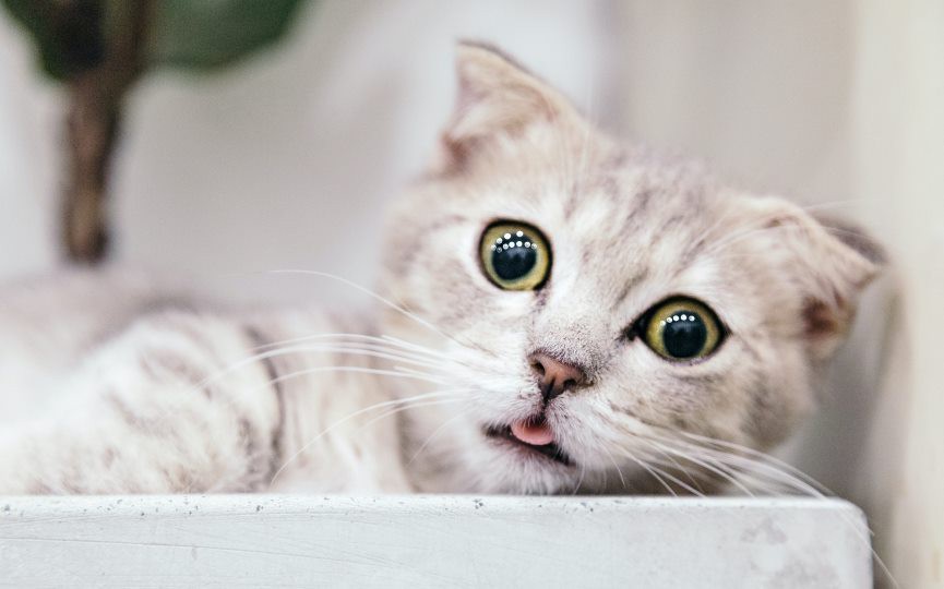 miedo en gatos