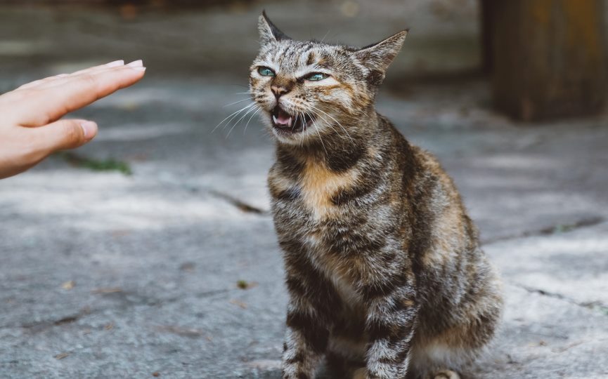 miedo a los desconocidos de los gatos