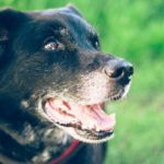 insuficiencia renal en perros