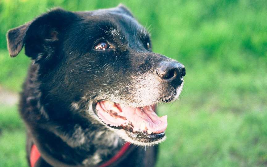 insuficiencia renal en perros