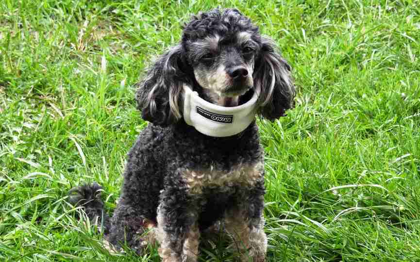 botiquin para perros