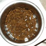 conservar bien el alimento para perros