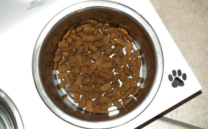 conservar bien el alimento para perros