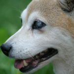 perro ciego