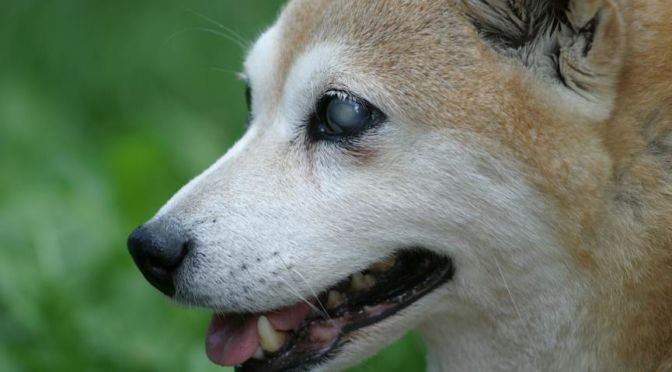 perro ciego