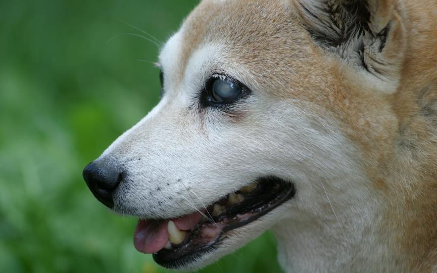 perro ciego