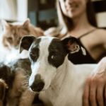 perro o gato personalidad humana