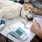 anestesia en perro