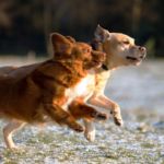 ataxia en perros
