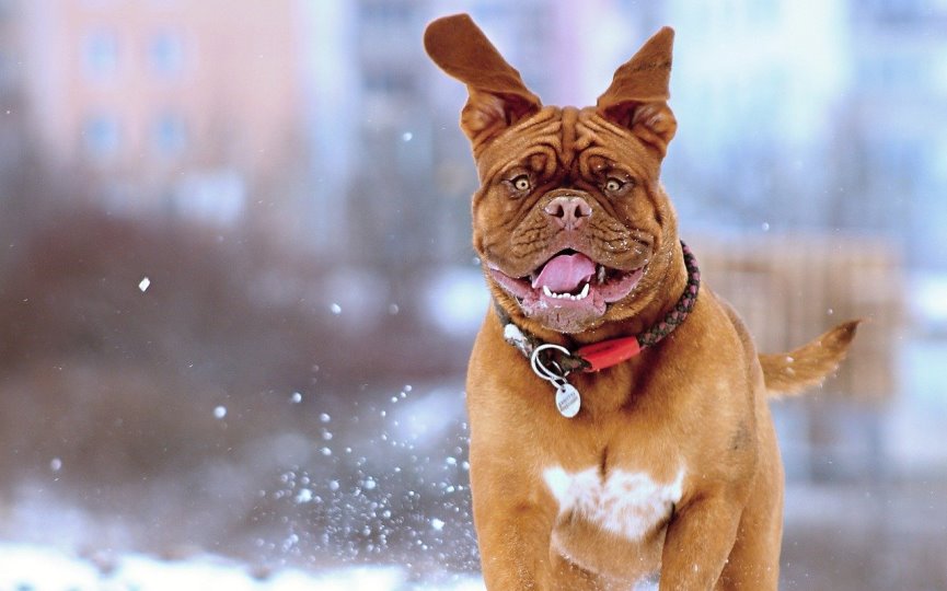 consejos para alargar la vida a un perro