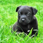 fases de cachorros