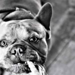 Maloclusión dental en perros