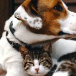 memoria perro gato