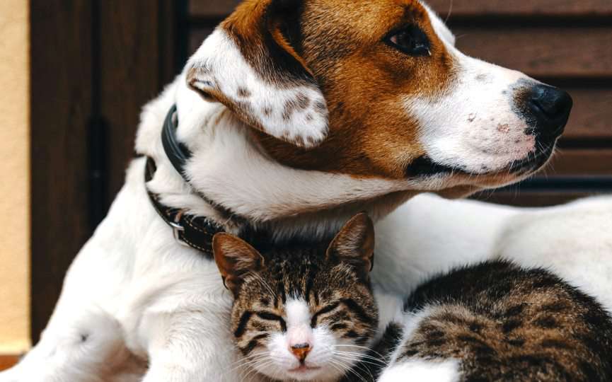 memoria perro gato