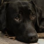 mi perro se hace pis en casa