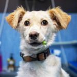 recomendaciones para tratamiento de perros