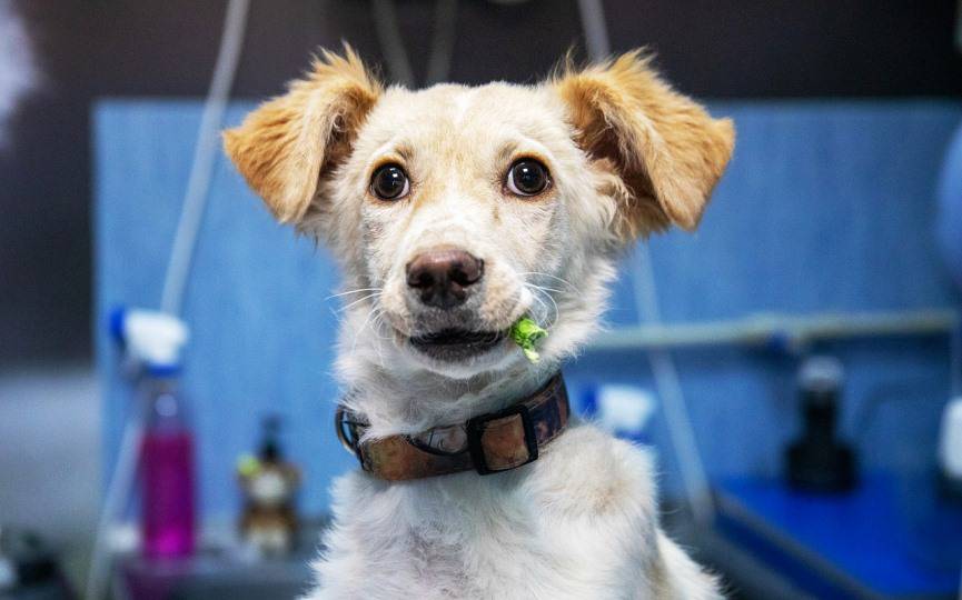 recomendaciones para tratamiento de perros