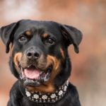 collares para perros