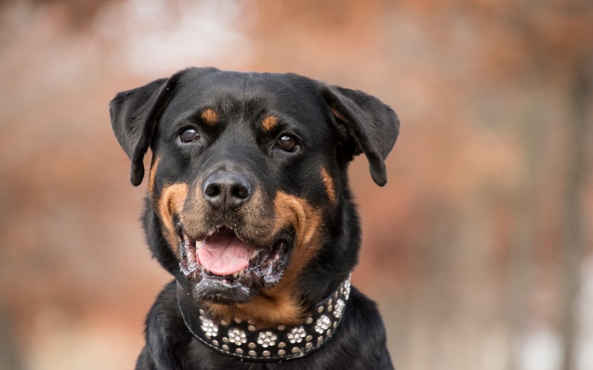 collares para perros