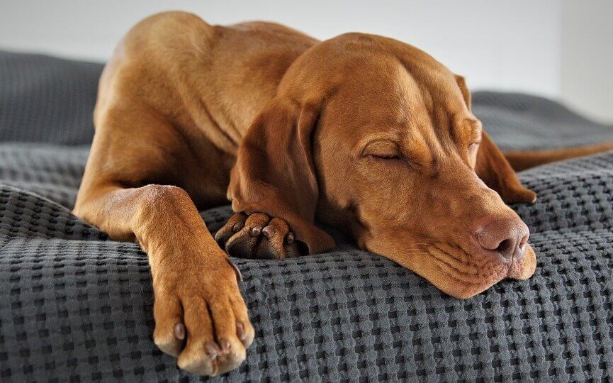 cuantas horas duerme un perro