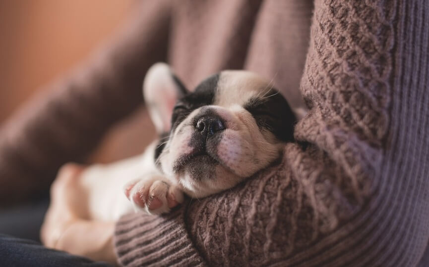 motivos por los que mi perro duerme mucho