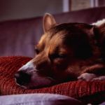 perro duerme mucho con los ojos abiertos